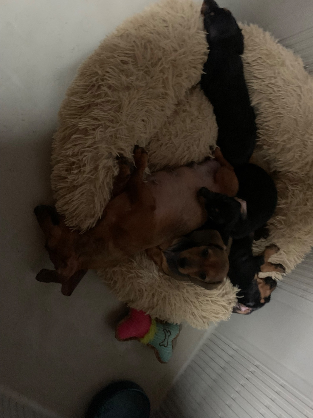 du royaume de Léo - Teckel poil ras - Portée née le 07/12/2025