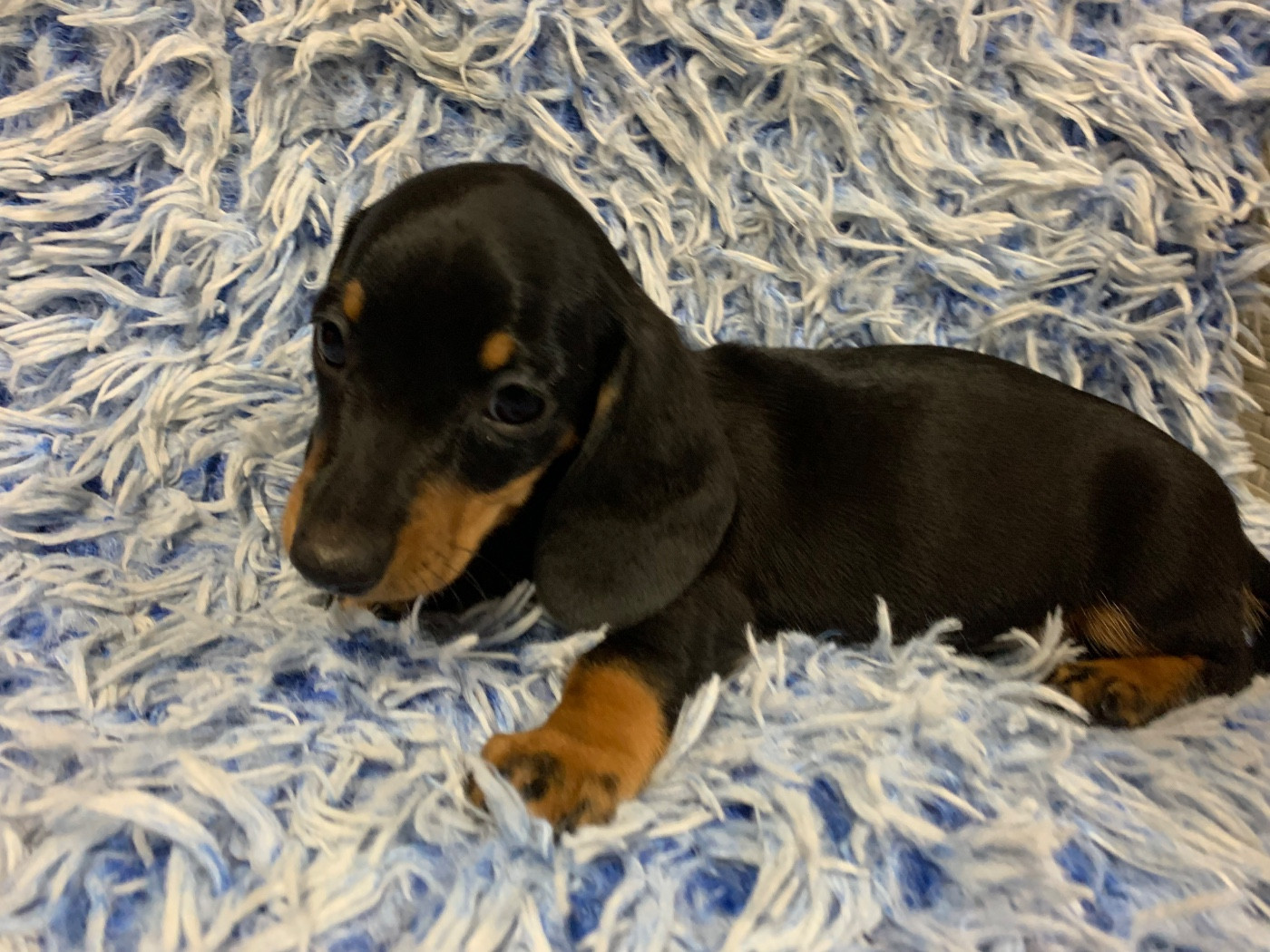 du royaume de Léo - Chiots disponibles - Teckel poil ras