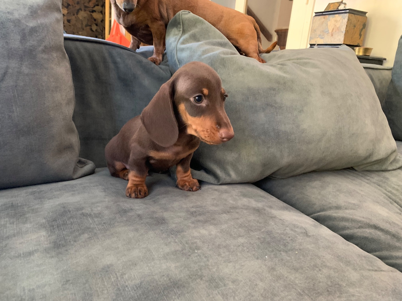 du royaume de Léo - Chiots disponibles - Teckel poil ras